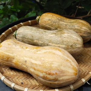 Bí đỏ hồ lô
