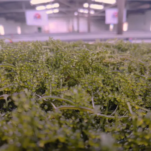 Rong nho biển Organic JAS - USDA